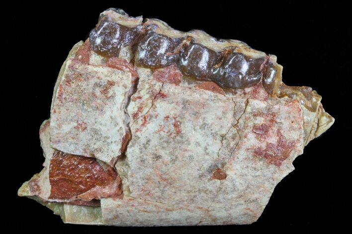Oligocene Horse (Mesohippus) Jaw Section - South Dakota #73625